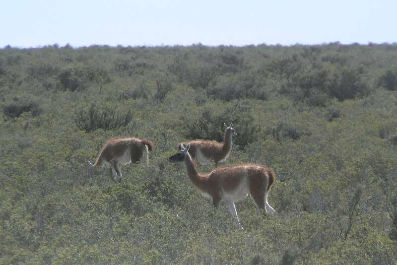 02 Guanaco